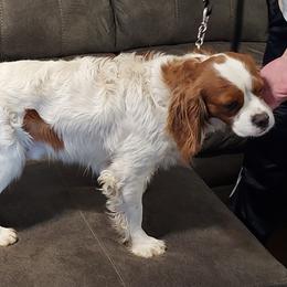 Assorted Doodle Crosses and Cavalier King Charles Spaniels from Parker's Pups