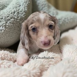 Lamar - Chocolate and cream male Dachshund puppy in Oklahoma City, Oklahoma from OkieDoxieland Dachshunds