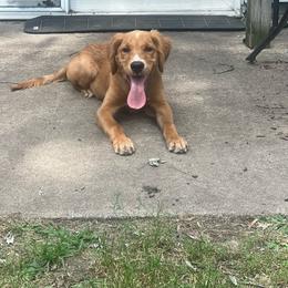 Duke - Dark golden male Golden Retriever puppy in Princeton, Minnesota from North Country Goldens