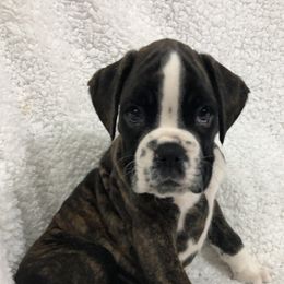 Boxer Puppies from Cimarron European Boxers