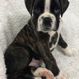 Boxer Puppies from Cimarron European Boxers