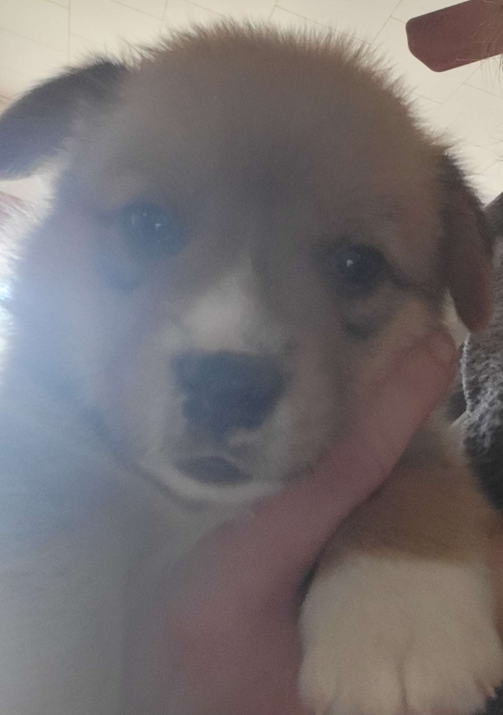 Pembroke Welsh Corgi Puppies from Michelle's House of Corgi's