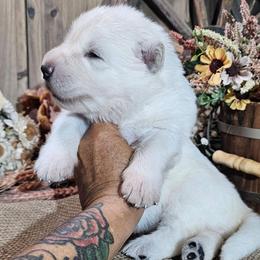 Boone - White male German Shepherd puppy in Sequim, Washington from German Shepherd Haus
