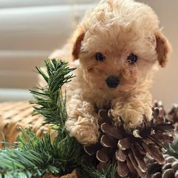 Braxton - Apricot male Poodle puppy in Taylorsville, North Carolina from SilverLining highlands and hounds