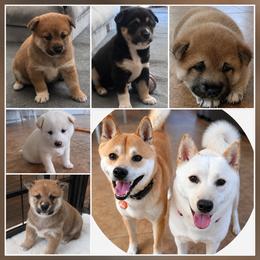 Shiba Inu puppies from Priscilla's Shiba Inus