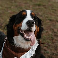 Bernese Mountain Dogs from Varners Berners