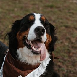 Bernese Mountain Dogs from Varners Berners