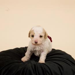 Cupcake - Parti female Poodle puppy in Los Angeles, California from Exquisite Doodles