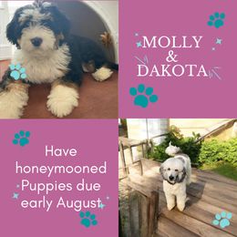 Bernedoodle puppies from Falcon Ridge Doodles