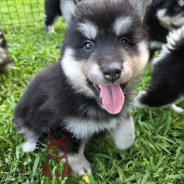 Mari McCabe - Black and white female Pomsky puppy in Blaine, Minnesota from Yuna's Pomsky