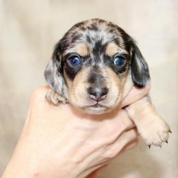 Kringle (Brown Band) - Dapple male Dachshund puppy in Raleigh, North Carolina from McLovin Doxies