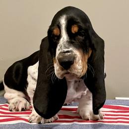 Basset Hounds from RiverBottom Bassets