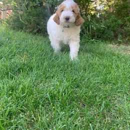 Bernedoodle, Goldendoodle, and Poodle Puppies from Barlow’s Poodles and  Doodles