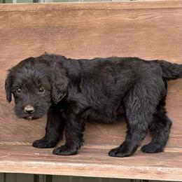 Espresso - Black male Labradoodle puppy in Batesville, Arkansas from Morris Farmyard