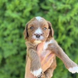 Cavapoo Puppies from Columbia Basin Puppies