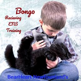 Bongo - Black male Newfoundland puppy in Cortez, Colorado from Bear Heart Newfoundlands, LLC