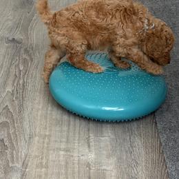 Denali - Red  female Poodle puppy in Fort Collins, Colorado from Solstice Standards