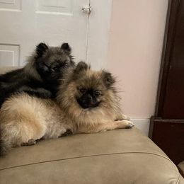 Nicole Collins - Pomeranian