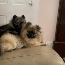 Nicole Collins - Pomeranian