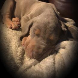 Great Dane Puppies from Allen’s Ridge Ranch