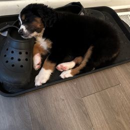 Bernedoodle Puppies from Buckingham's Bernedoodle Buddies