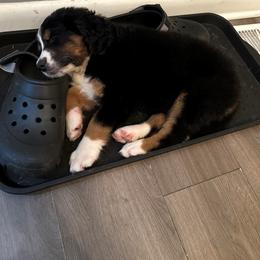 Bernedoodle Puppies from Buckingham's Bernedoodle Buddies