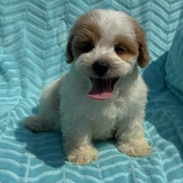 Baby Blue - Parti male Maltipoo puppy in Berea, Kentucky from Blair’s Furry Friends
