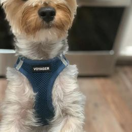 Pembroke Welsh Corgi and Yorkshire Terrier All Grown Up from Texas Yorkie Corgi