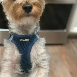 Pembroke Welsh Corgi and Yorkshire Terrier All Grown Up from Texas Yorkie Corgi