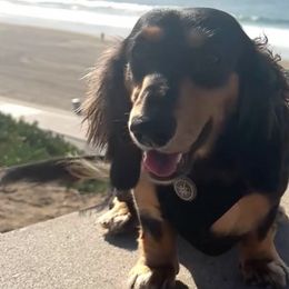 Dachshunds from Fur The Love of Weens