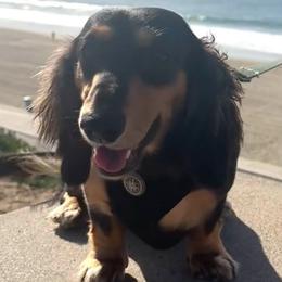 Dachshunds from Fur The Love of Weens