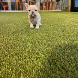 Frank Gallagher - Cream male French Bulldog puppy in Cleveland, Ohio from Diondre Lee