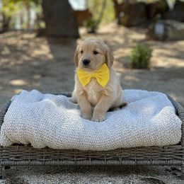 Yellow - Golden male Golden Retriever puppy in Shingle Springs, California from California Spaniels