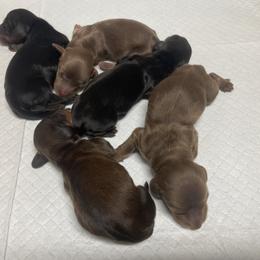 Dachshund Puppies from Devoted Doxies - DLL