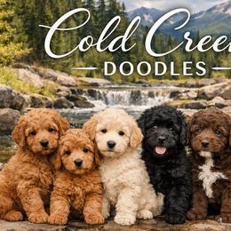Goldendoodles from Cold Creek Doodles