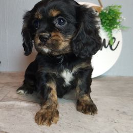 Cavalier King Charles Spaniel and Poodle Puppies from Ellis Crown Cavaliers