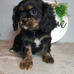 Cavalier King Charles Spaniel and Poodle Puppies from Ellis Crown Cavaliers