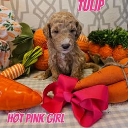 Tulip - Apricot female Goldendoodle puppy in Haughton, Louisiana from Bailey’s Cajun Canines