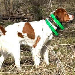 Sophie - White and orange female Brittany puppy in Floyd Knobs, Indiana from Cross Creek Brittanys