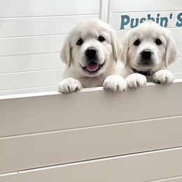 Golden Retriever Puppies from Pushin’ Sand Goldens