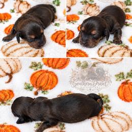 Shadow - Red male Dachshund puppy in Winder, Georgia from Southern Drawl Dachshunds