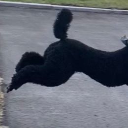 Poodles from Gladystar Poodles