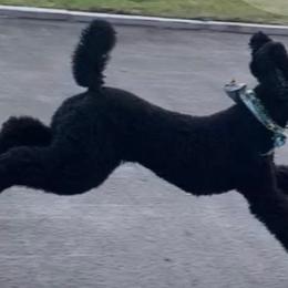 Poodles from Gladystar Poodles