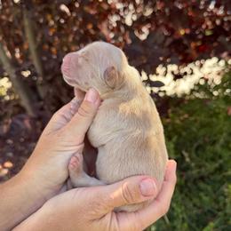 Girl 1 - Golden female Golden Retriever puppy in Salt Lake City, Utah from Deseret Peak Goldens