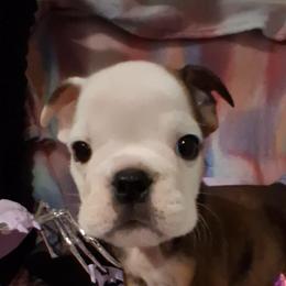 Bulldog Puppies from B-Hive Bulldogs