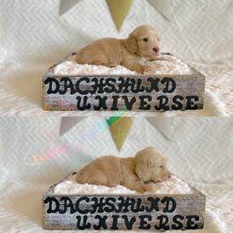 Dachshund Puppies from Dachshund Universe