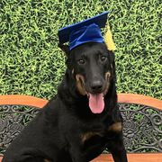 Nietzsche - Beauceron
