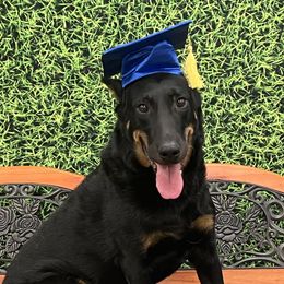Nietzsche - Beauceron