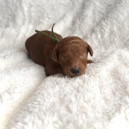 Companion Cross and Goldendoodle Puppies from Abby Chaffee