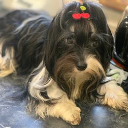 Natasha - Biewer Terrier